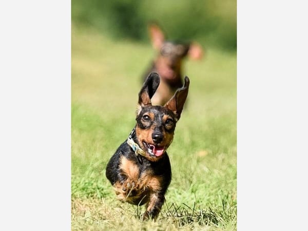 Dog sports on Elevator Road: the Dachshund Field Trials
