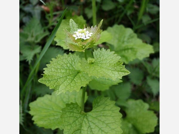 Garlic Mustard: It's Baack!
