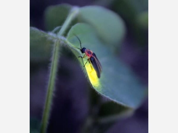 How to save the fireflies