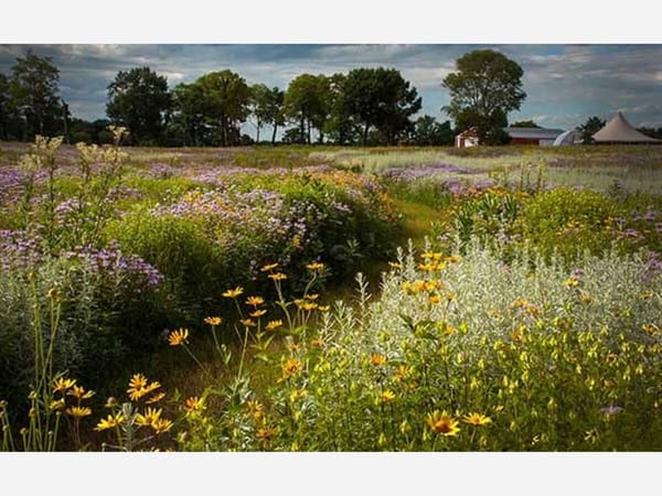 Wednesday Stewardship Days – Nygren Wetland Preserve