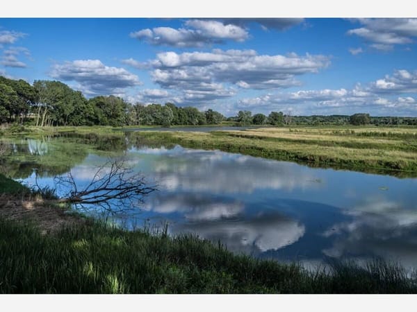 Nygren Wetland Bioblitz