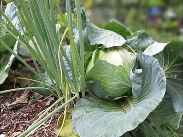 Spring Garden Series - Companion Planting