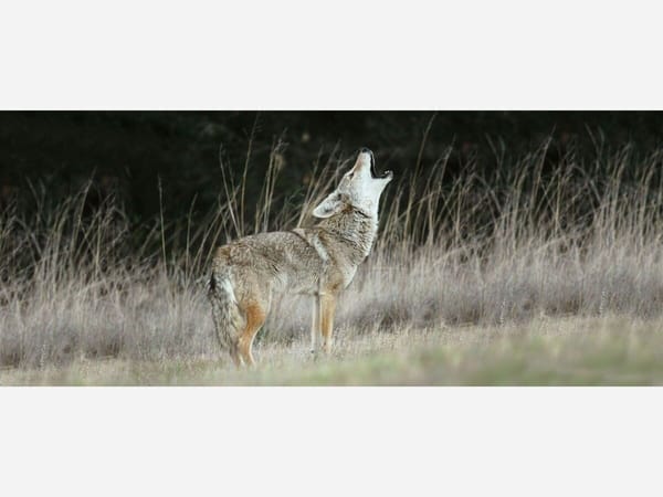 How to discourage coyotes from visiting your subdivision