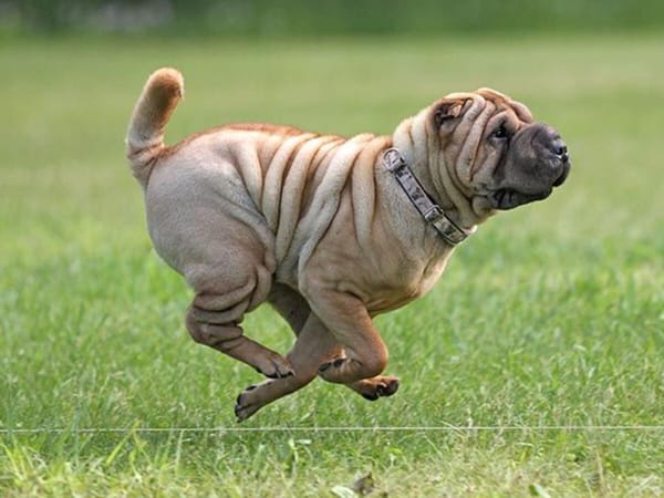 All-Breed Fast Coursing Ability Tests (FastCAT)