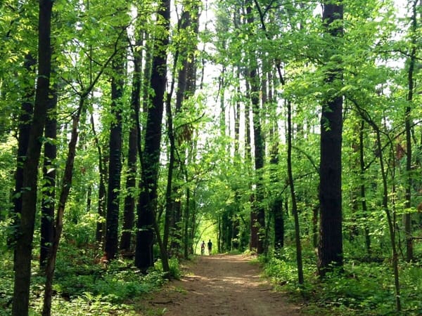 Exploring the forest preserves of Roscoe