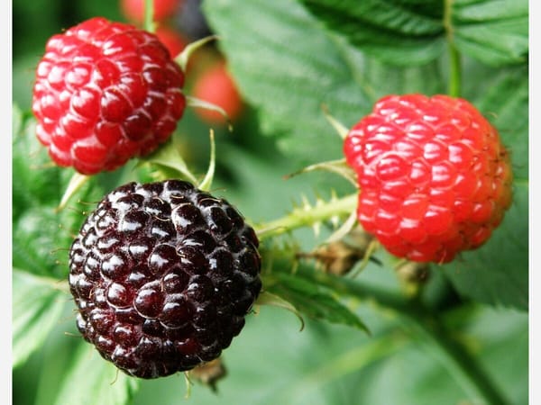 Behold the wild blackberry: the sweet, thorny weed