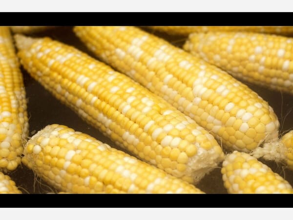 Fresh sweetcorn on the menu Saturday at Roscoe VFW Corn Boil