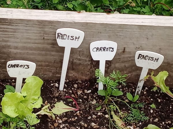 Roscoe community gardens share their bounty