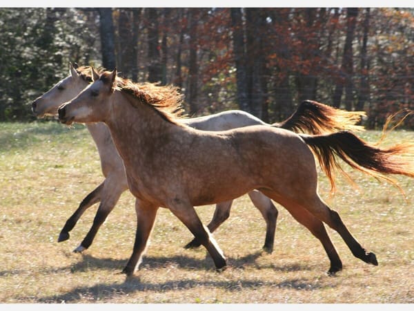 Strong spirits: strong enough to be gentle, gentle enough to be strong