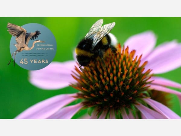 Pollinator Hike at Kieselburg Forest Preserve