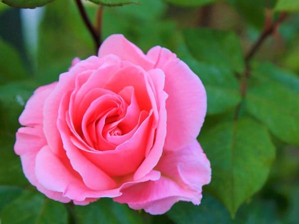 Obituary:  Linda Hanson (1950-2021)