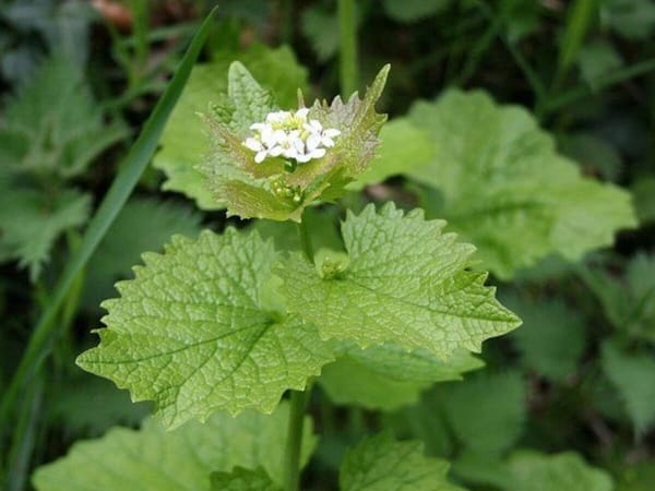 Garlic mustard: it's back again