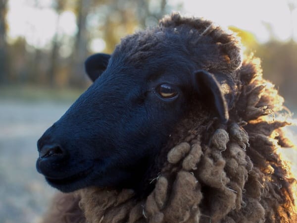 Large drug quantities seized at "Black Sheep Vintage" off Rockton Road