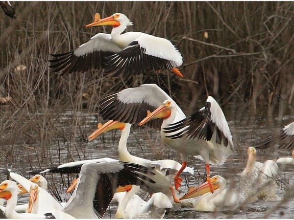 Rockton Pelican Fest: free family fun
