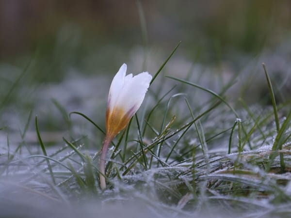 Strong spirits: glints of new life