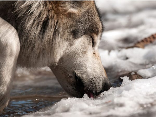 Strong spirits: are you thirsty?