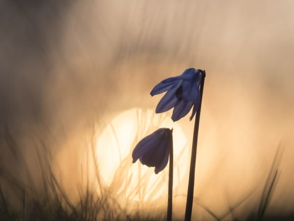 Strong spirits: where is peace?