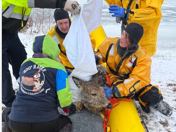 Harlem-Roscoe Fire crew rescues deer from icy river in Riverside Park