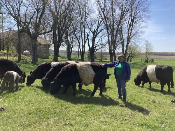A visit with the Belties at Klover Korners