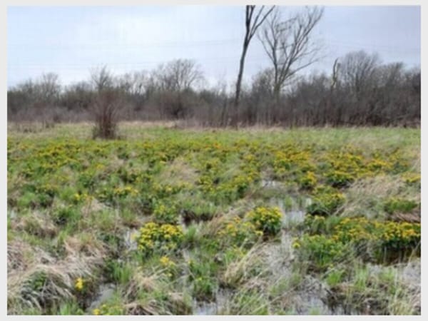 Every Thursday Stewardship Day at Lost Flora Fen