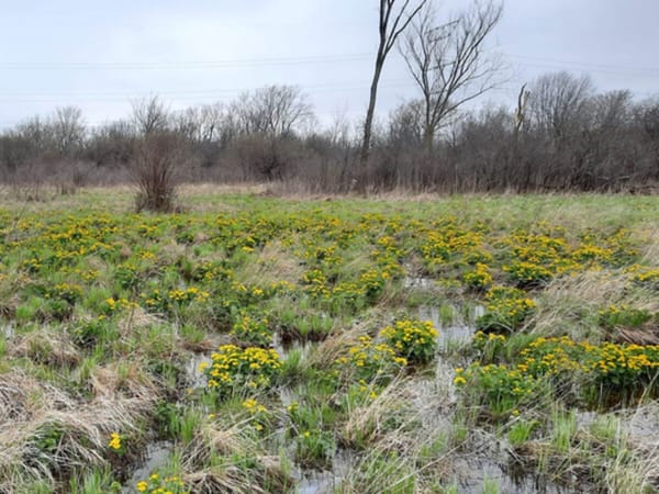 Every Thursday Stewardship Day at Lost Flora Fen