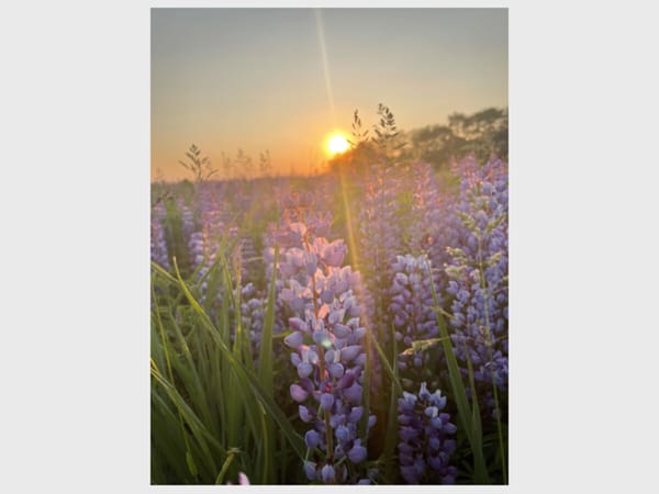 Guided Hike at J. Norman Jensen Forest Preserve