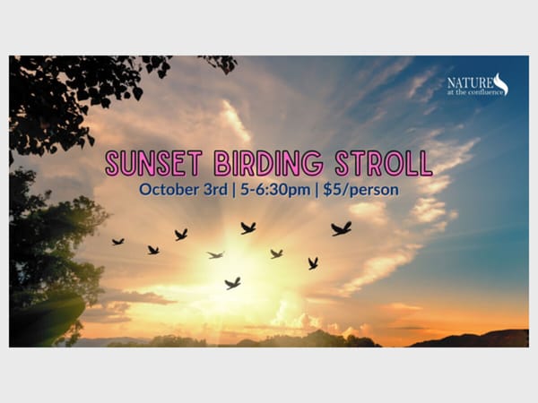 Sunset Birding Stroll
