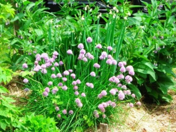Macktown Summer Workshop: Beginners Herbalism