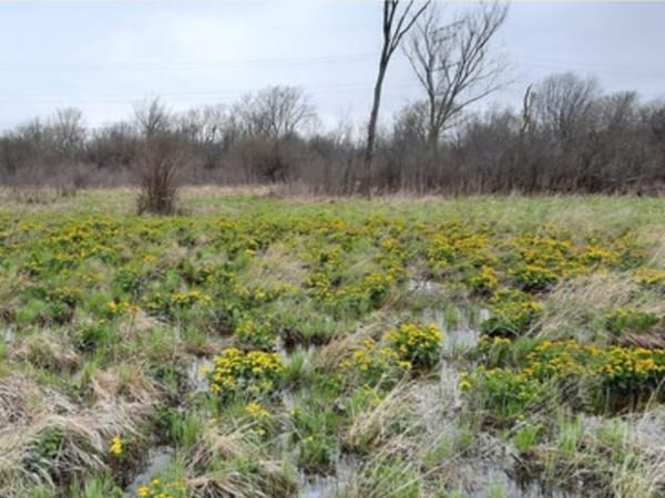 Every Thursday Stewardship Day at Lost Flora Fen
