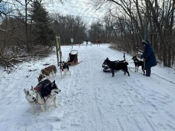 Dog Sled Demonstrations