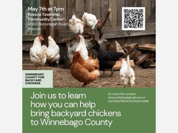 Backyard Chickens in Winnebago County