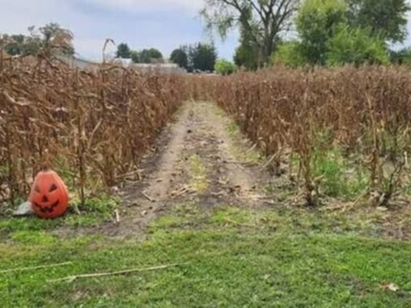 Free Sweetcorn Corn Maze