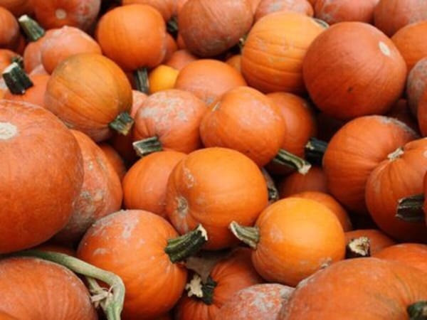 Common Ground Pumpkin Fest