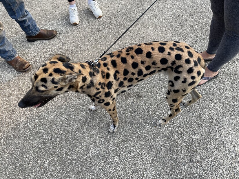 cheetah-colored dog on a leash