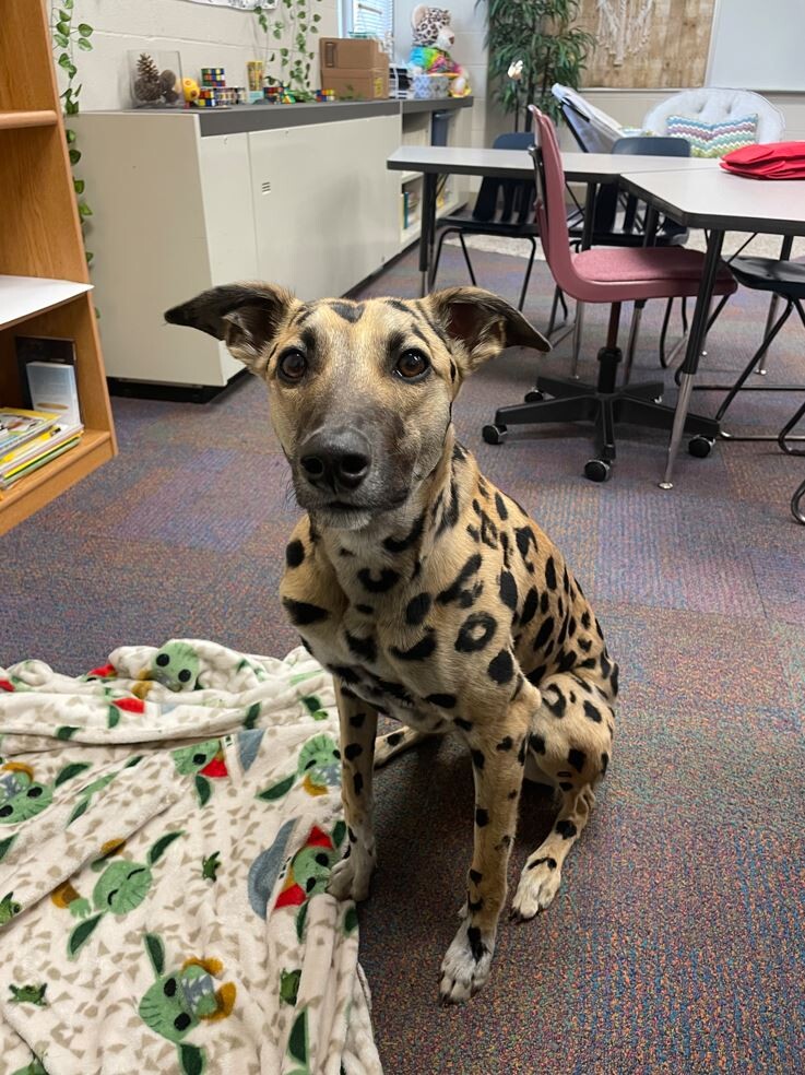 Cheetah--colored dog in classroom