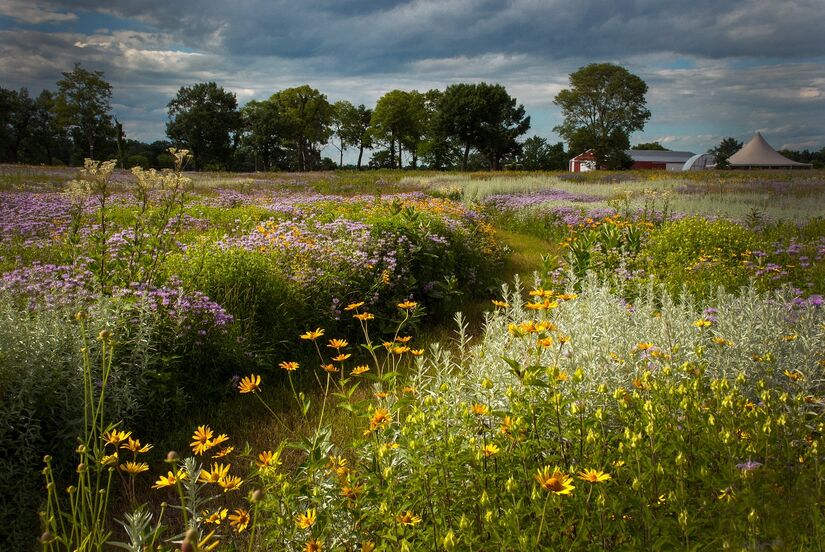 Hill prairie with grasses and wildflowers at Nygren Wetlands, Rockton IL