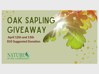 Oak Sapling Giveaway