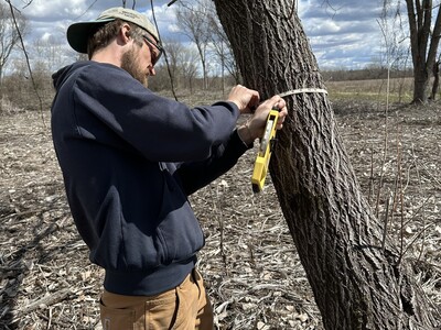 Another state champion tree discovered near Rockton